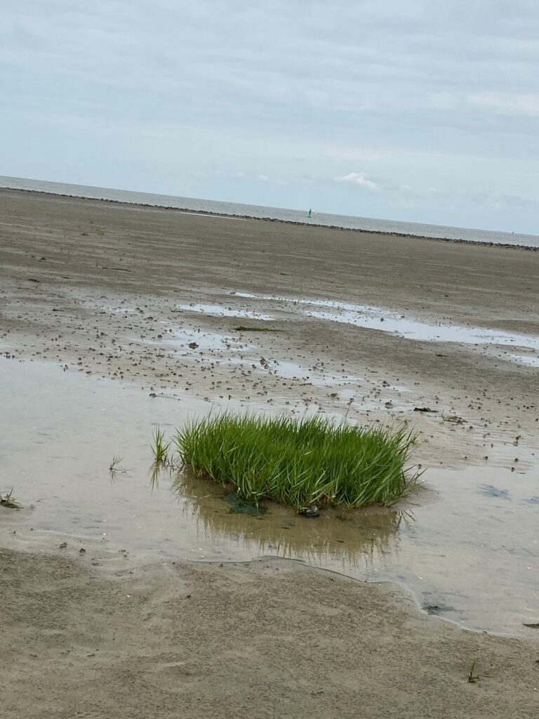 Watt vor Cuxhaven