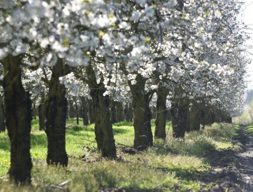 Kirschblüte Altes Land