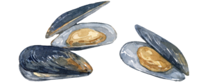 Frische Miesmuscheln aus der Nordsee