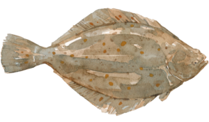 Frische Scholle aus der Nordsee