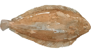 Seezunge aus der Nordsee online kaufen